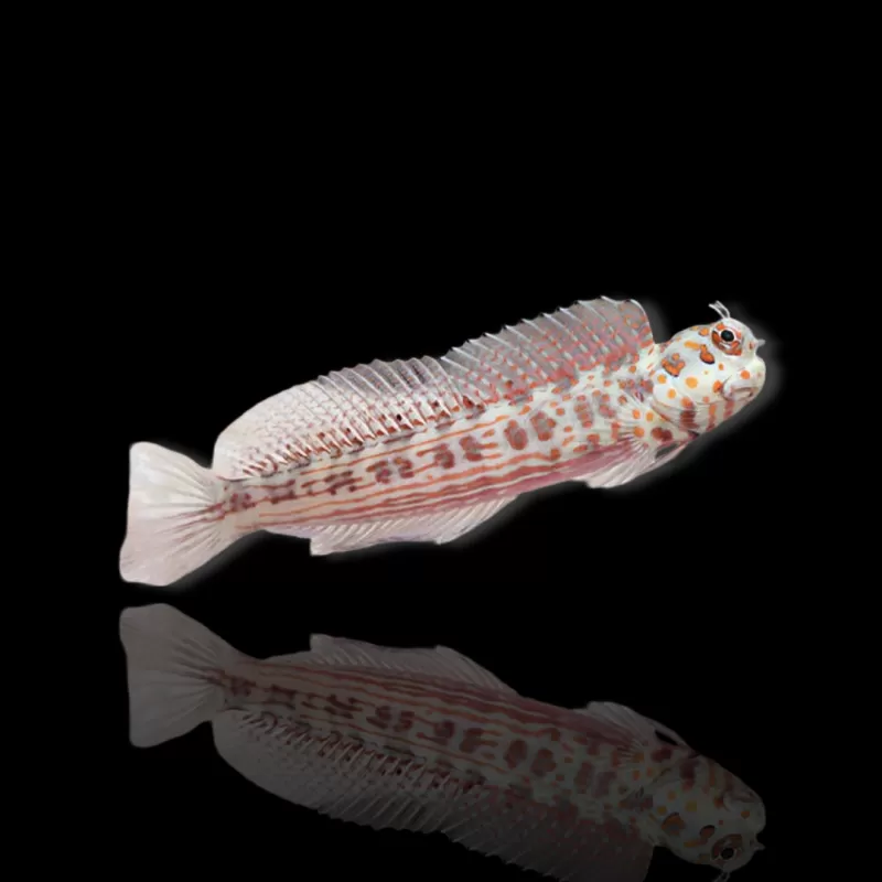 Möchten Sie Blenniella chrysospilos kaufen? Coralandfishstore.nl