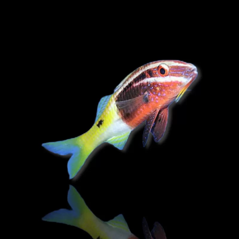 Möchten Sie Parupeneus Barberinoides kaufen? | Coralandfishstore.nl