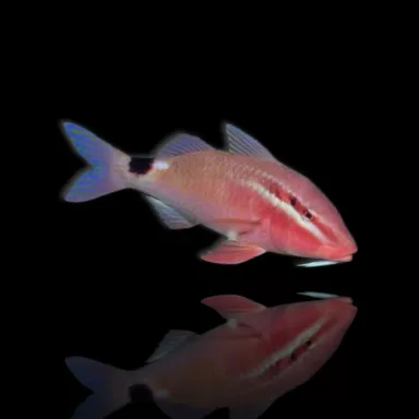 Möchten Sie Parupeneus Rubescens kaufen? | Coralandfishstore.nl