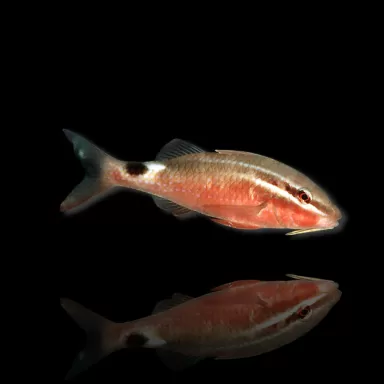 Möchten Sie Parupeneus Rubescens kaufen? | Coralandfishstore.nl