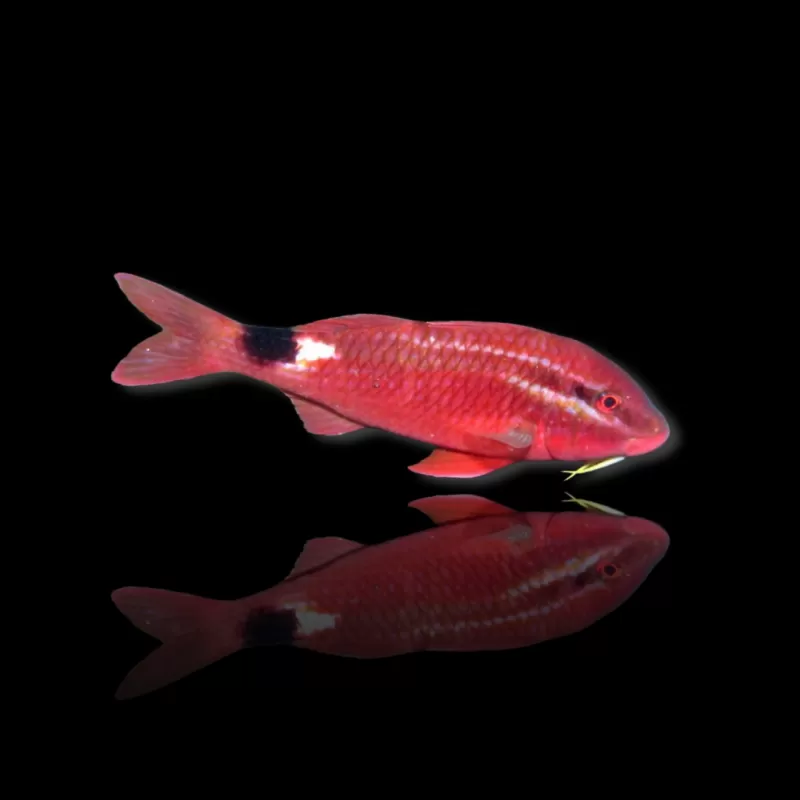 Möchten Sie Parupeneus Rubescens kaufen? | Coralandfishstore.nl