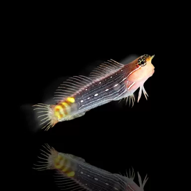 Ecsenius pictus kaufen? | Coralandfishstore.nl