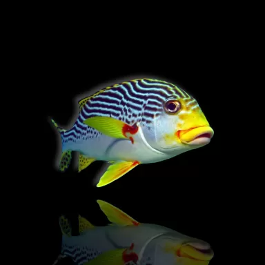 Möchten Sie Plectorhinchus lineatus kaufen? | Coralandfishstore.nl