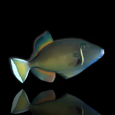 Möchten Sie Sufflamen chrysopterus kaufen? | Coralandfishstore.nl