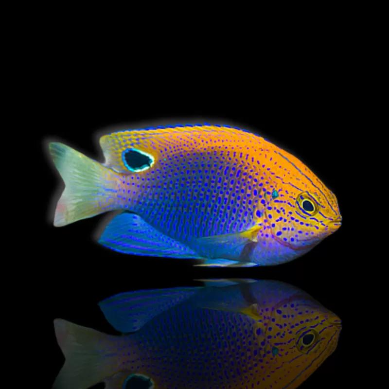 Pomacentrus vaiuli kopen? | Coralandfishstore.nl