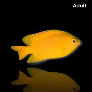 Möchten Sie Pomacentrus moluccensis kaufen? | Coralandfishstore.nl