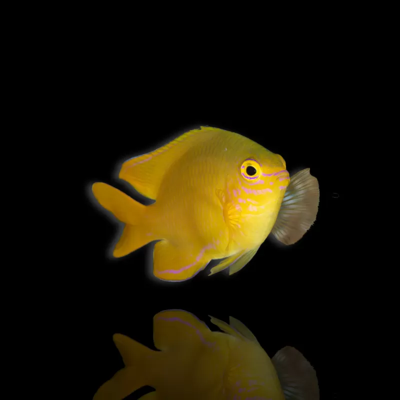 Möchten Sie Pomacentrus moluccensis kaufen? | Coralandfishstore.nl