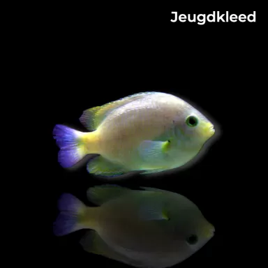 Möchten Sie Pomacentrus moluccensis kaufen? | Coralandfishstore.nl