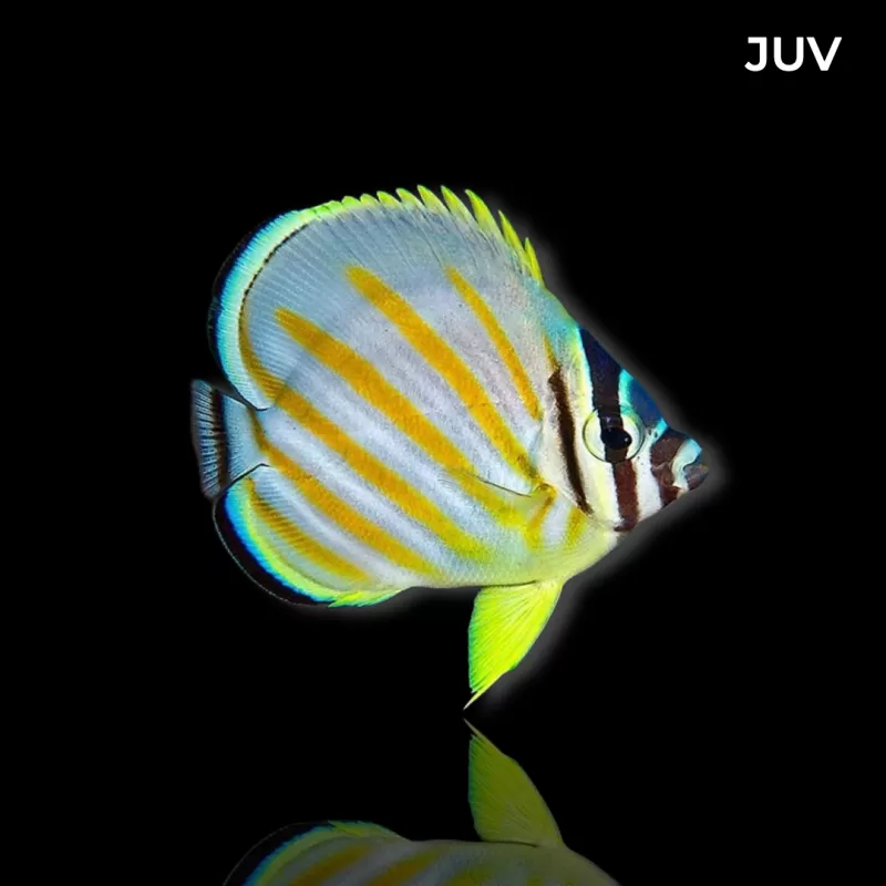 Möchten Sie Chaetodon ornatissimus kaufen? | Coralandfishstore.nl