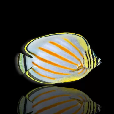 Möchten Sie Chaetodon ornatissimus kaufen? | Coralandfishstore.nl