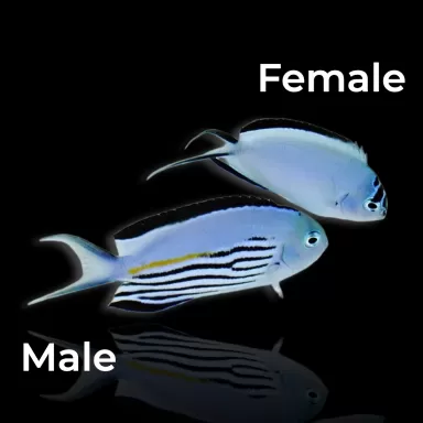 Genicanthus Watanabei Männchen kaufen? | Coralandfishstore.nl