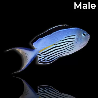 Genicanthus Watanabei Männchen kaufen? | Coralandfishstore.nl