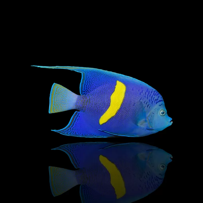 Möchten Sie Pomacanthus maculosus kaufen? | Coralandfishstore.nl