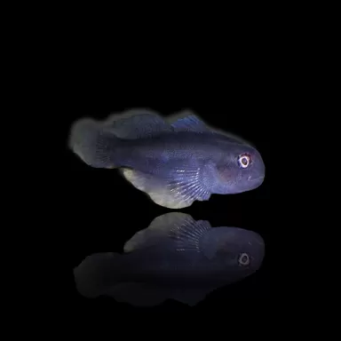 Möchten Sie Gobiodon Acicularis kaufen? | Coralandfishstore.nl