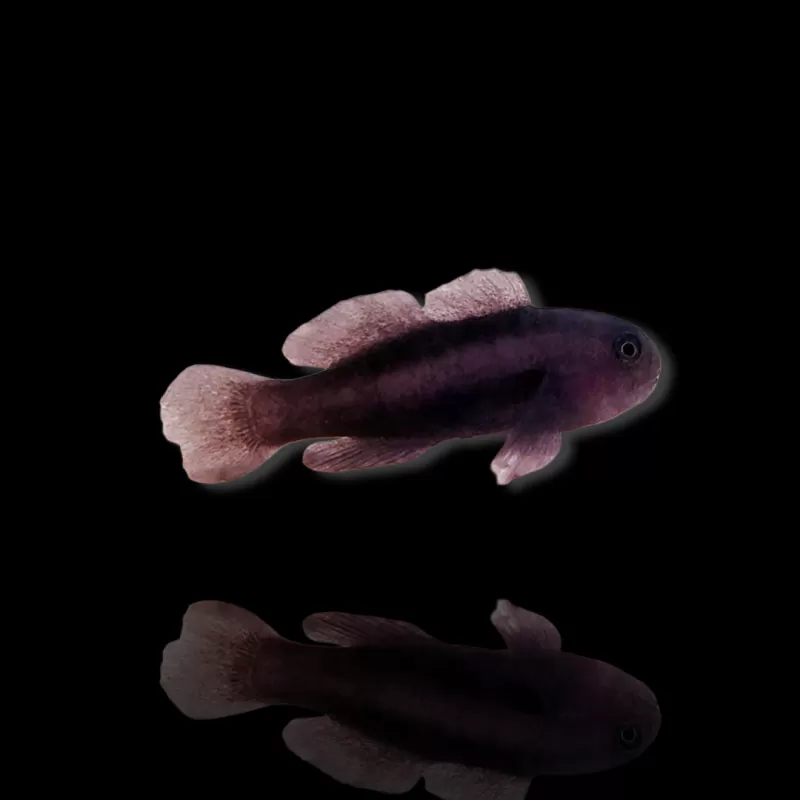 Möchten Sie Gobiodon Acicularis kaufen? | Coralandfishstore.nl