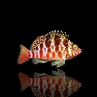 Cirrhitichthys aprinus – Korallenkletterer kaufen? | Coralandfishstore.nl