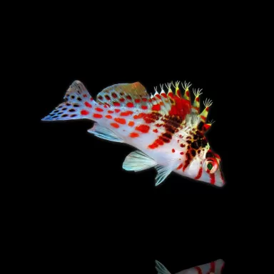 Cirrhitichthys Falco| Coralandfishstore.nl