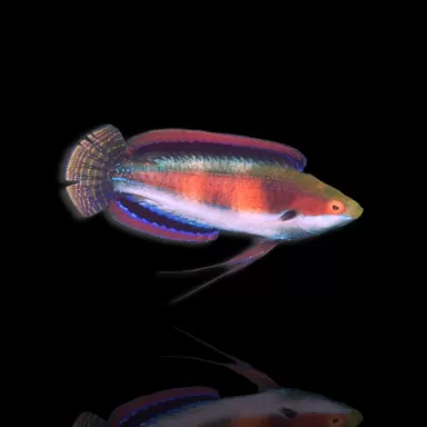 Möchten Sie Cirrhilabrus katherine kaufen? | Coralandfishstore.nl