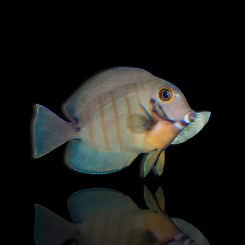 Möchten Sie Acanthurus tristis kaufen? | Coralandfishstore.nl
