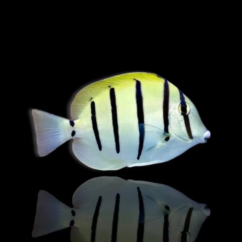 Möchten Sie Acanthurus triostegus kaufen? | Coralandfishstore.nl