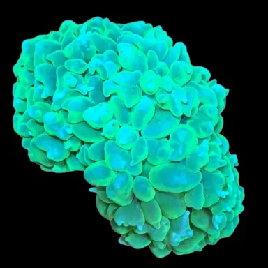 WYSIWYG 653 Physogyra lichtensteini green