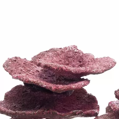 Real Reef Mini Plate Corals - 10stuks kopen?| Coralandfishstore.nl