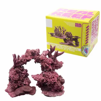 Real Reef Mini Mix - 9-10 stuks kopen? | Coralandfishstore.nl