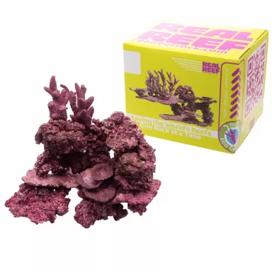 Real Reef Mini Mix - 9-10 Stück kaufen? | Coralandfishstore.nl