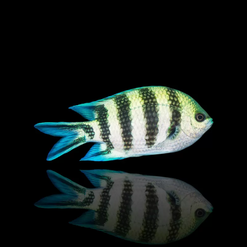 Abudefduf sexfasciatus kaufen? Coralandfishstore.nl