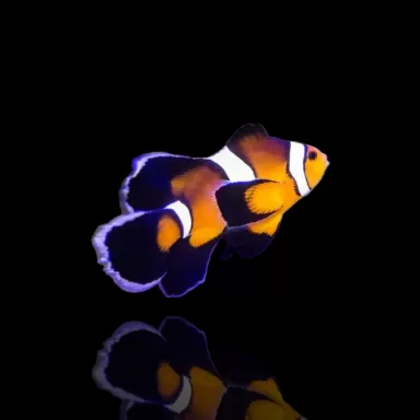 Möchten Sie Amphiprion ocellaris Long fin kaufen? Coralandfishstore.nl