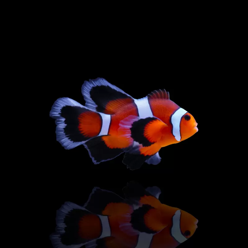Möchten Sie Amphiprion ocellaris Long fin kaufen? Coralandfishstore.nl