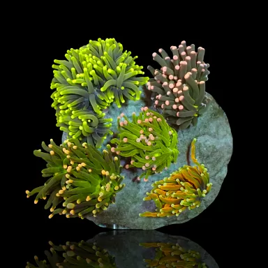 Möchten Sie Euphyllia Glabrescens Mix Garden 3 Köpfe kaufen?