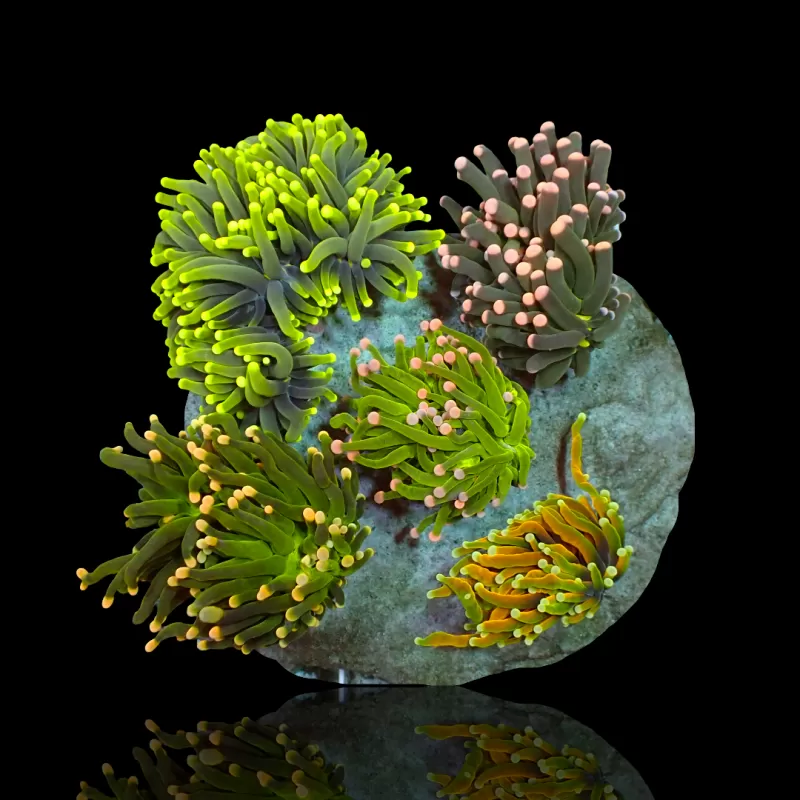 Euphyllia Glabrescens Mix Tuintje 3 koppen kopen?