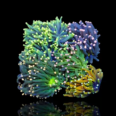 Euphyllia Glabrescens Mix Tuintje 5 koppen kopen?