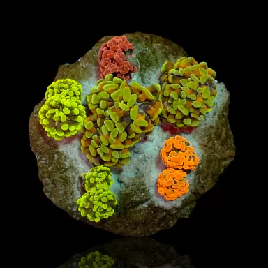 Möchten Sie Euphyllia Paraancora Mix Garden 5 Köpfe kaufen? Coralandfishstore.nl