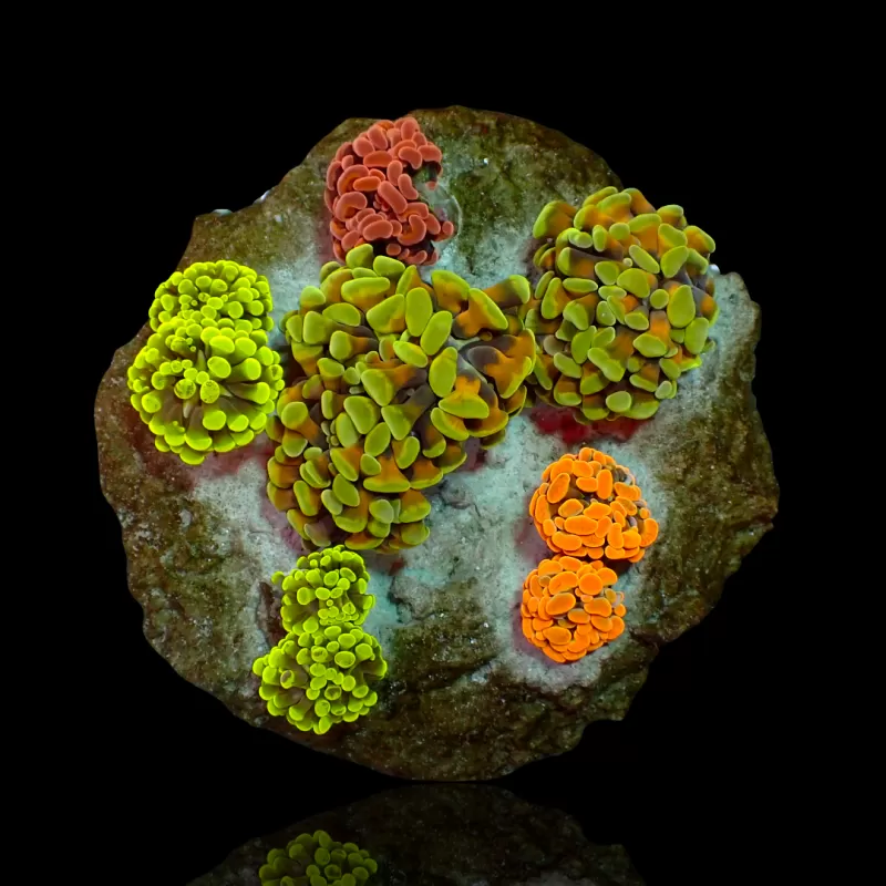 Möchten Sie Euphyllia Paraancora Mix Garden 5 Köpfe kaufen? Coralandfishstore.nl