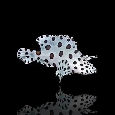 Möchten Sie Cromileptes altivelis M kaufen? Coralandfishstore.nl