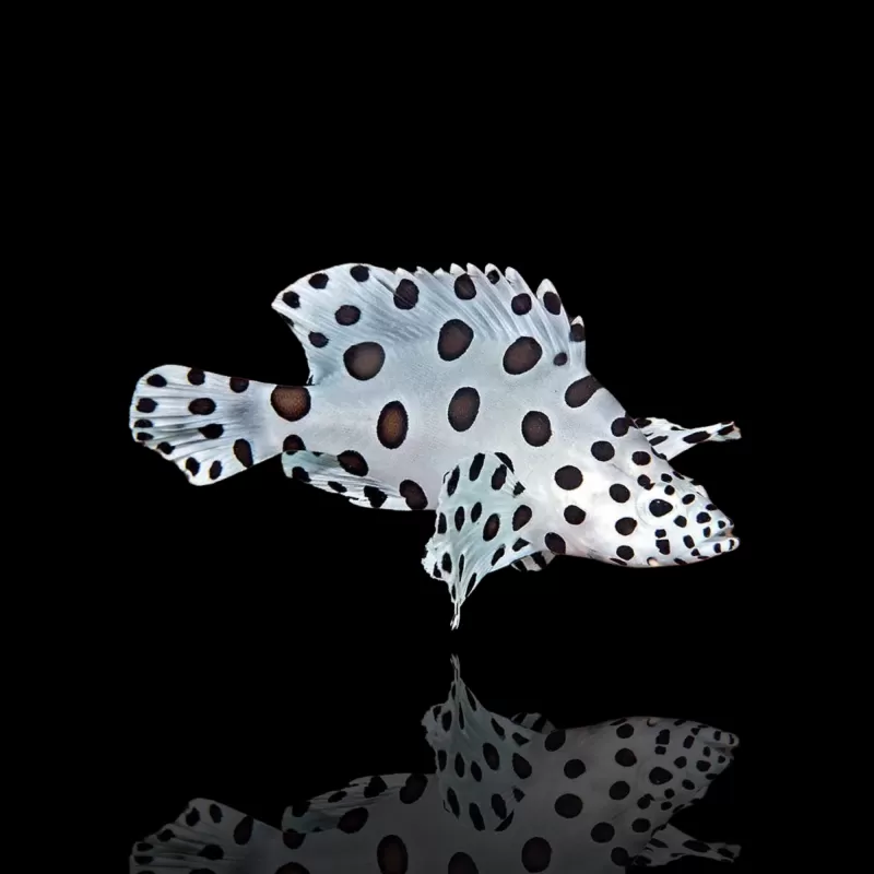 Möchten Sie Cromileptes altivelis M kaufen? Coralandfishstore.nl