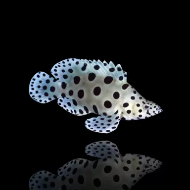 Möchten Sie Cromileptes altivelis M kaufen? Coralandfishstore.nl