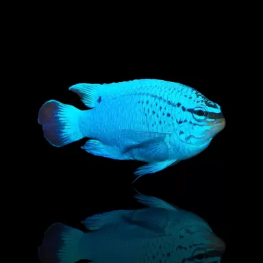 Chrysiptera Cyanea Female