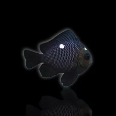 Möchten Sie Dascyllus Trimaculatus kaufen? | Coralandfishstore.nl