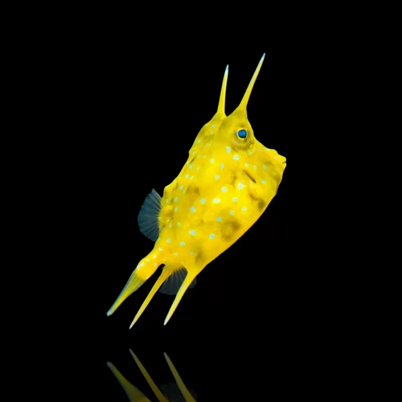 Lactoria Cornuta kaufen? | Coralandfishstore.nl