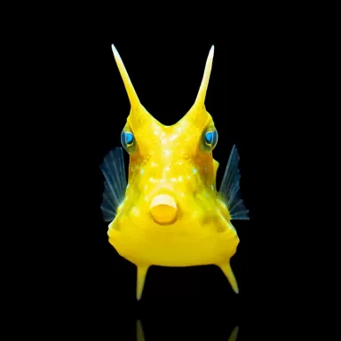 Lactoria Cornuta kaufen? | Coralandfishstore.nl