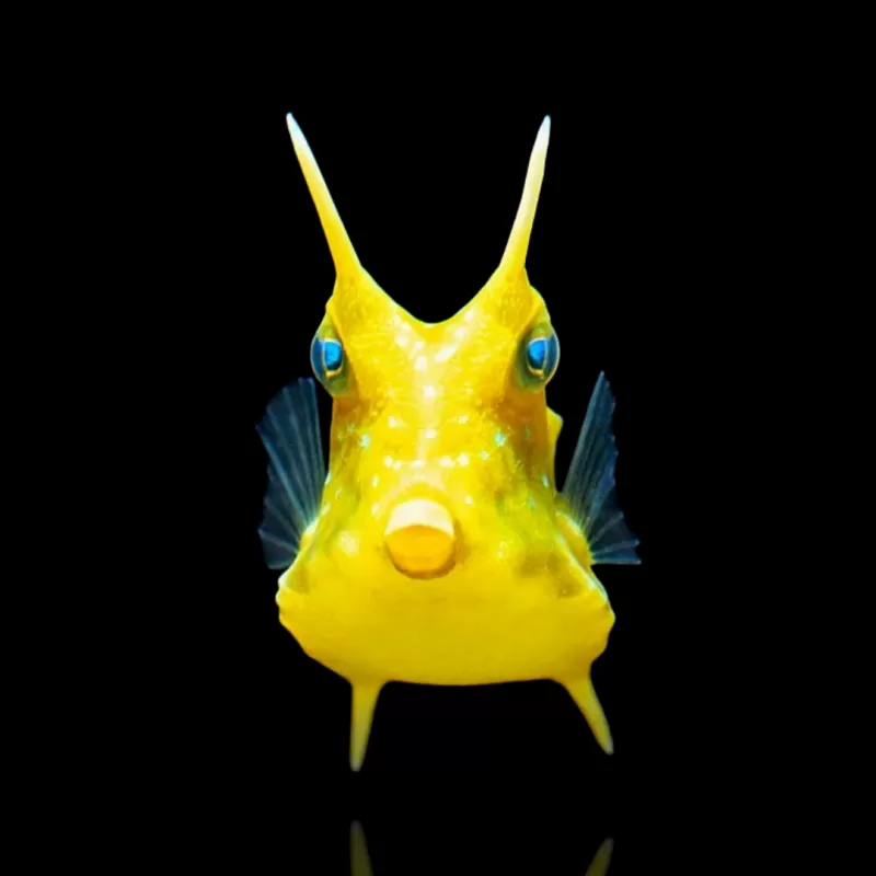 Lactoria Cornuta kaufen? | Coralandfishstore.nl