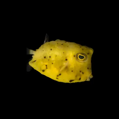 Lactoria Cornuta kaufen? | Coralandfishstore.nl