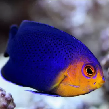 Centropyge Argi
