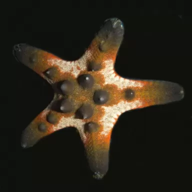Protoreaster Nodosus