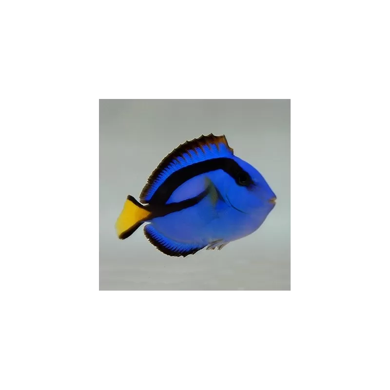 Paracanthurus Hepatus S