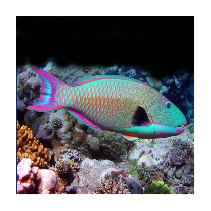 cetoscarus bicolor M