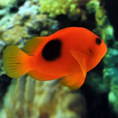 Amphiprion Ephippium M